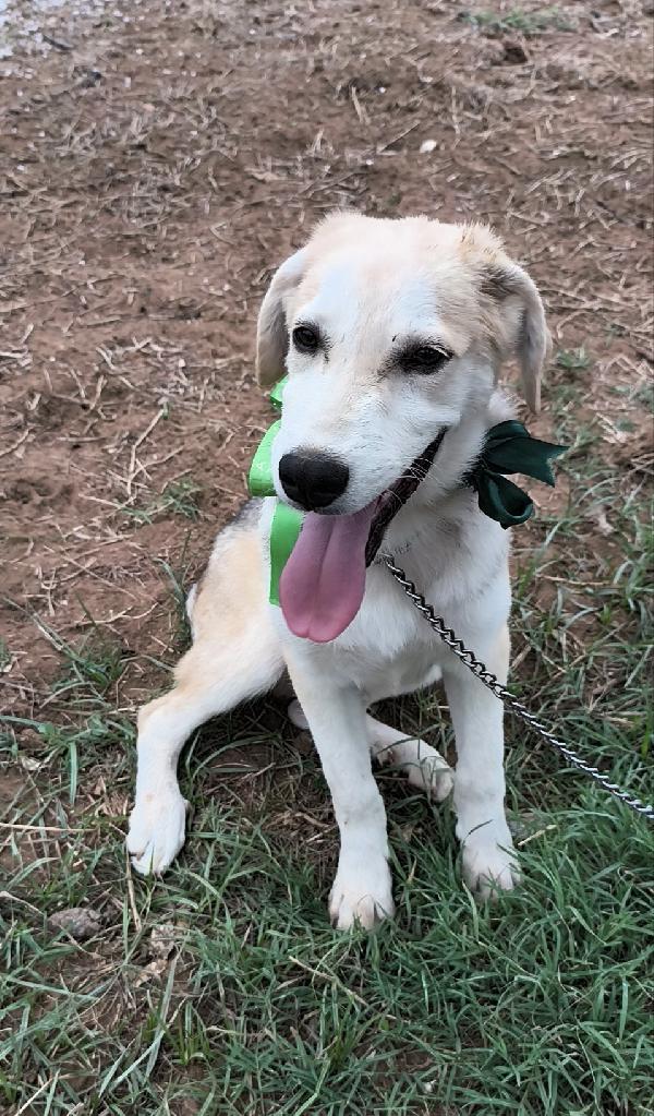 Cuccioli in adozione vi prego adottate Foto 5