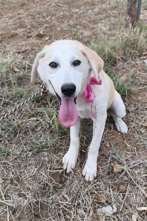 Cuccioli in adozione vi prego adottate Foto 7
