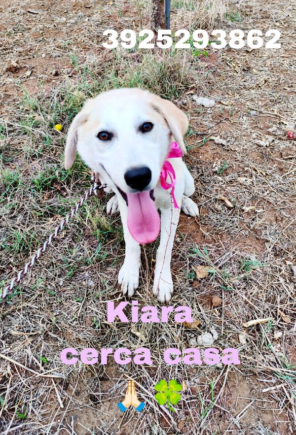 Cuccioli in adozione vi prego adottate Foto 8