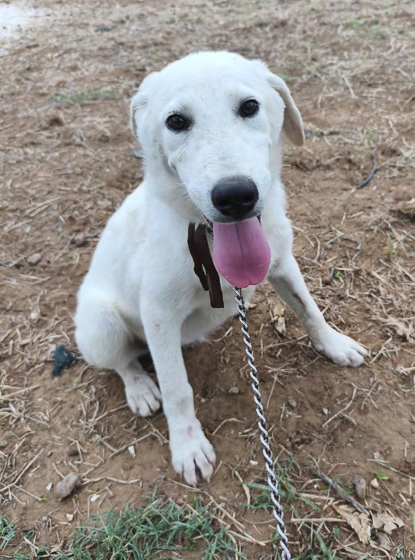 Cuccioli in adozione vi prego adottate Foto 9