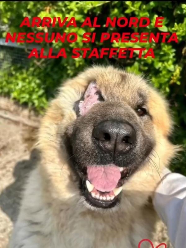 Bandito 2Anni Mix Pastore Dei Carpazi Sfortunato. Voghera 