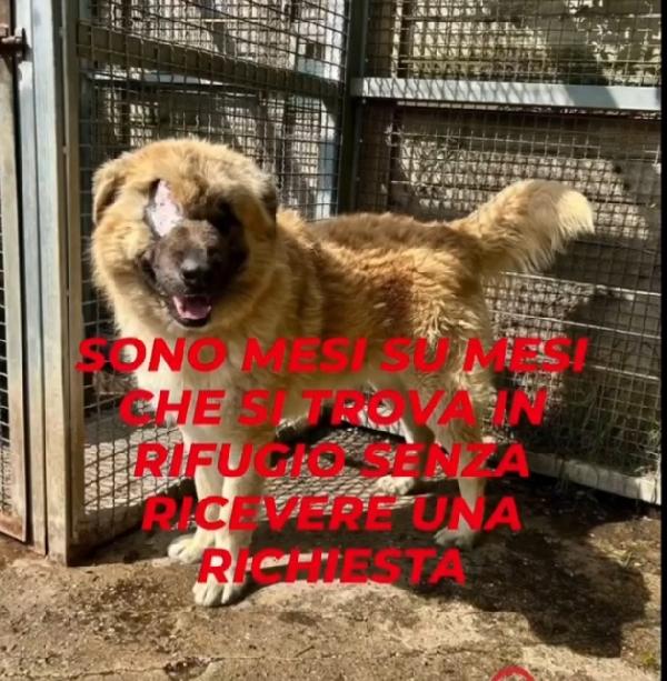 Bandito 2anni mix Pastore dei Carpazi SFORTUNATO. VOGHERA  Foto 6