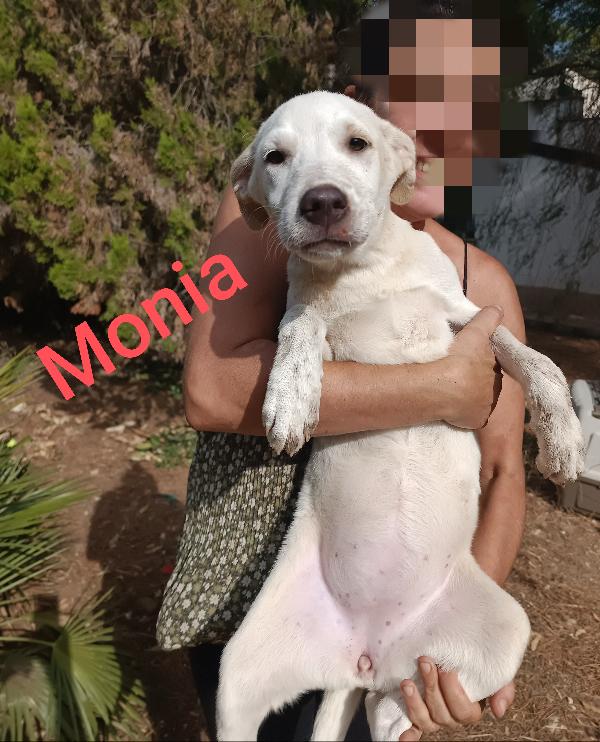 Monia cerca casa Foto 3