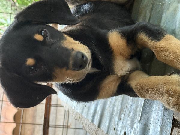 💖🐾 caramel 🐾💖 splendida dolce cucciola taglia medio piccola in adozione  Foto 4