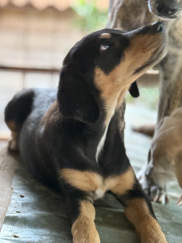 💖🐾 caramel 🐾💖 splendida dolce cucciola taglia medio piccola in adozione  Foto 7