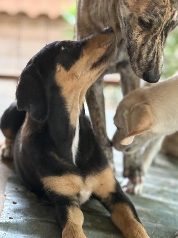 💖🐾 caramel 🐾💖 splendida dolce cucciola taglia medio piccola in adozione  Foto 8