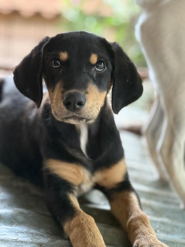 🔆🐾 caramel 🐾🔆 dolcissima cucciola in adozione taglia medio piccola  Foto 4