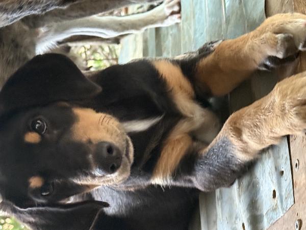 🔆🐾 caramel 🐾🔆 dolcissima cucciola in adozione taglia medio piccola  Foto 6