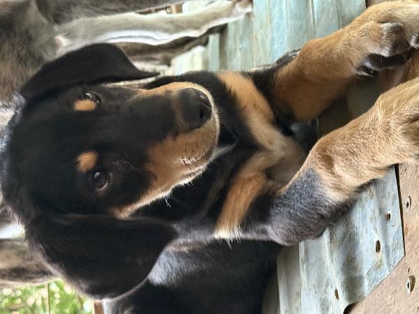 🔆🐾 caramel 🐾🔆 dolcissima cucciola in adozione taglia medio piccola  Foto 7