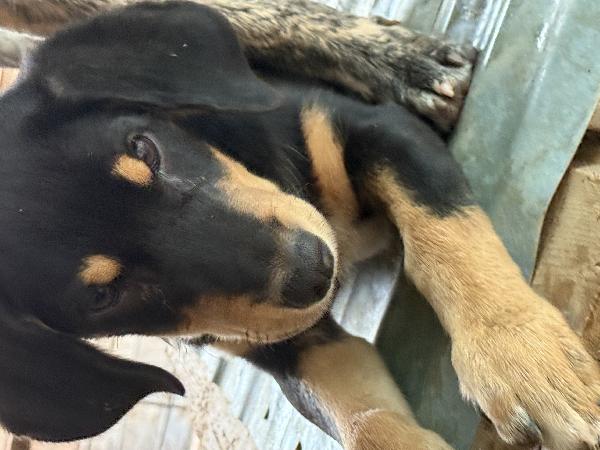 🔆🐾 caramel 🐾🔆 dolcissima cucciola in adozione taglia medio piccola  Foto 8
