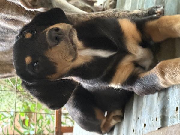 🔆🐾 caramel 🐾🔆 dolcissima cucciola in adozione taglia medio piccola  Foto 9
