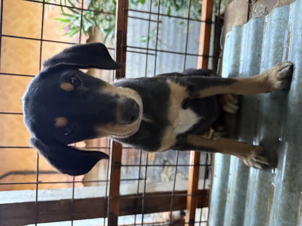 🔆🐾 caramel 🐾🔆 dolcissima cucciola in adozione taglia medio piccola  Foto 10