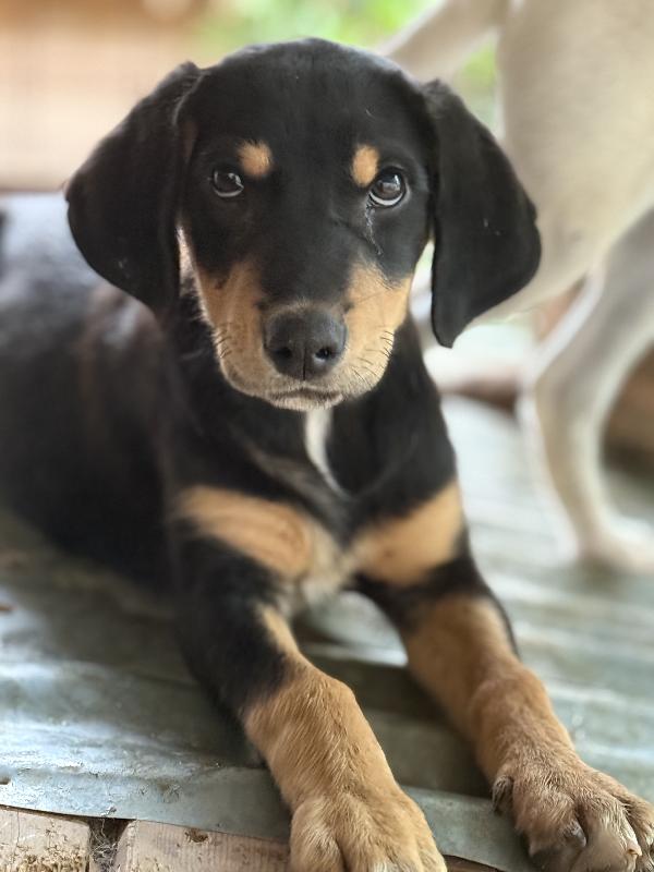 ☀️🐾 caramel 🐾☀️ splendida cucciola in adozione taglia medio piccola  Foto 5