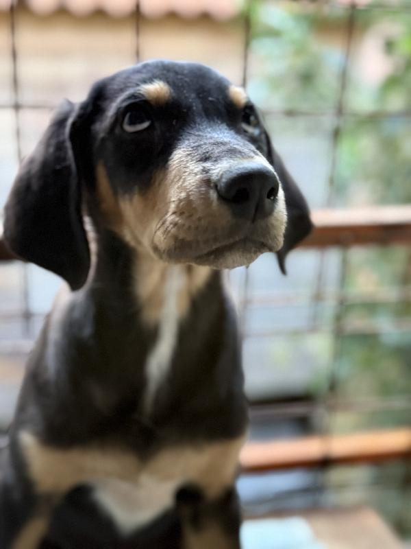 ☀️🐾 caramel 🐾☀️ splendida cucciola in adozione taglia medio piccola  Foto 10