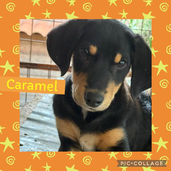 ✨🐾 Caramel 🐾✨ Tenera Cucciolina Taglia Medio Piccola In Adozione 