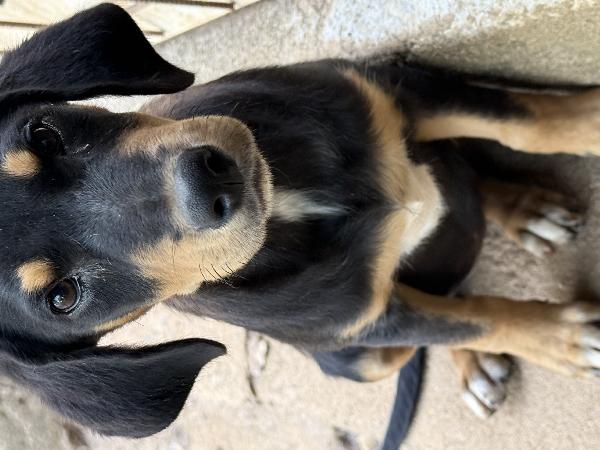 🌟🐾 caramel 🐾🌟 cucciola dolcissima taglia medio piccola in adozione  Foto 2