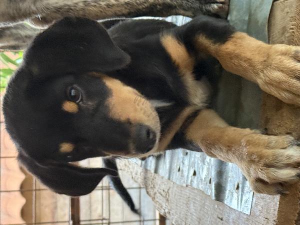 🌟🐾 caramel 🐾🌟 cucciola dolcissima taglia medio piccola in adozione  Foto 4