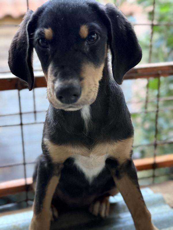 🌟🐾 caramel 🐾🌟 cucciola dolcissima taglia medio piccola in adozione  Foto 9