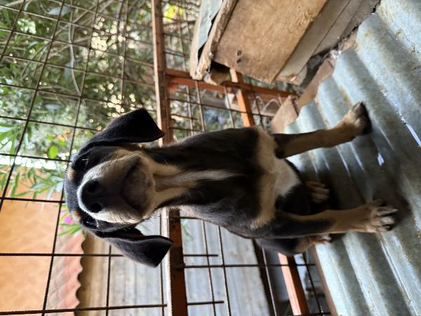 💕🐾 caramel 🐾💕 dolcissima cucciolina in adozione taglia medio piccola  Foto 8