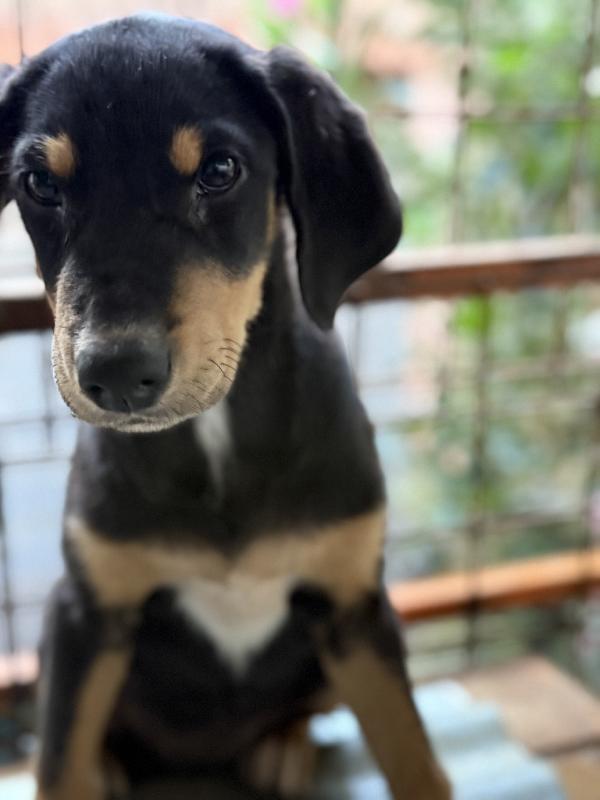 💕🐾 caramel 🐾💕 dolcissima cucciolina in adozione taglia medio piccola  Foto 10