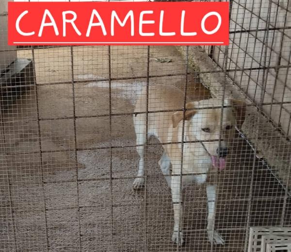 CARAMELLO Foto 2