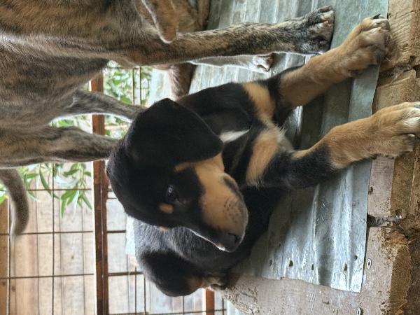 🌸🐾 caramel 🐾🌸 stupenda cucciola in adozione taglia medio piccola  Foto 7
