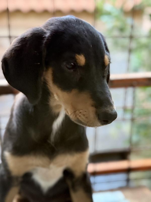 🌸🐾 caramel 🐾🌸 stupenda cucciola in adozione taglia medio piccola  Foto 10