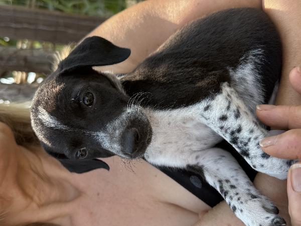 🌼✨ kira ✨🌼 per amanti taglia piccola cucciola in adozione  Foto 2