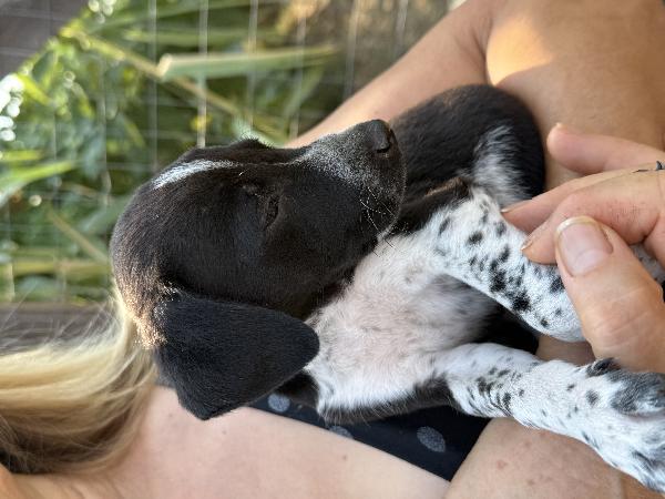 🌼✨ kira ✨🌼 per amanti taglia piccola cucciola in adozione  Foto 6