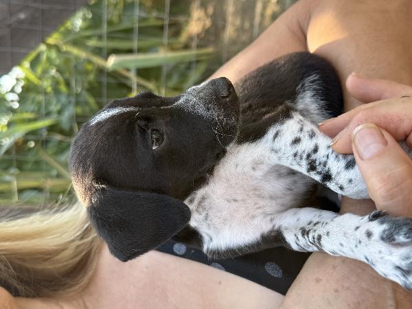 🌼✨ kira ✨🌼 per amanti taglia piccola cucciola in adozione  Foto 7