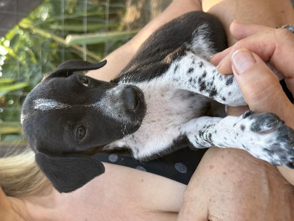 🌸✨ kira ✨🌸 dolce cucciolina amanti taglia piccola in adozione  Foto 2