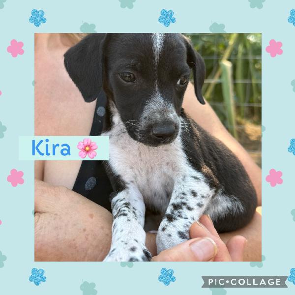 💕✨ Kira ✨💕 Cucciolina Taglia Piccola In Adozione 