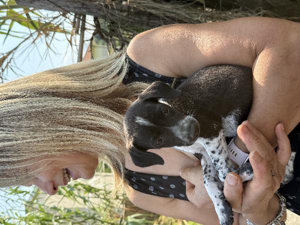 💕✨ kira ✨💕 cucciolina taglia piccola in adozione  Foto 7