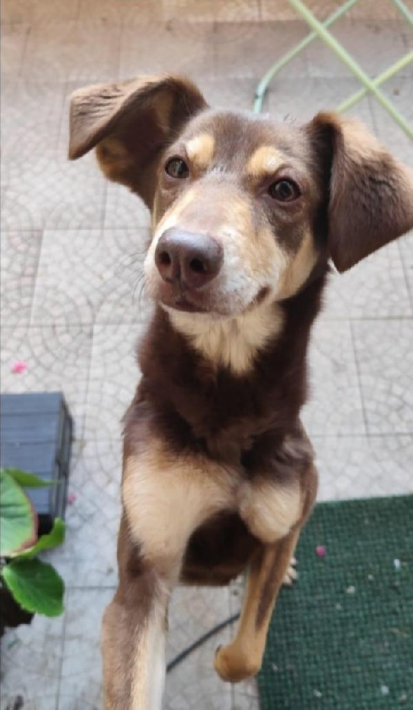 Stiggy 9Anni Splendida Padrona Deceduta. 