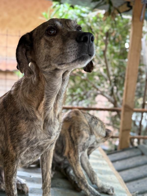 🌼✨ milly ✨🌼 dolce simil segugina taglia medio piccola in adozione  Foto 5