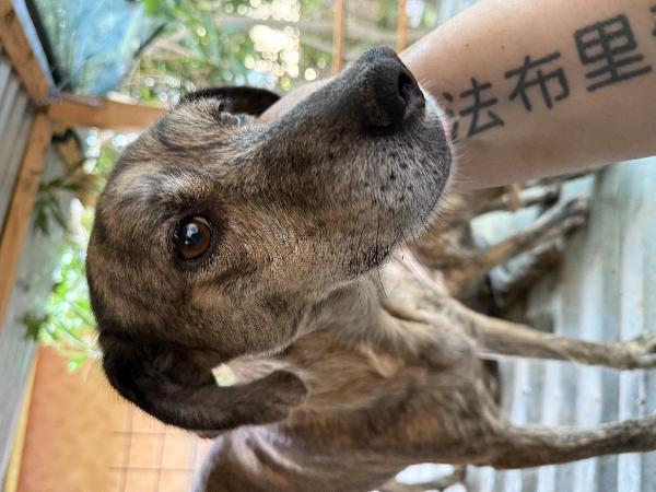 🌼✨ milly ✨🌼 dolce simil segugina taglia medio piccola in adozione  Foto 6