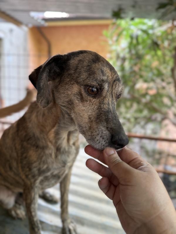 🌼✨ milly ✨🌼 dolce simil segugina taglia medio piccola in adozione  Foto 7