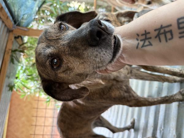 🌼✨ milly ✨🌼 dolce simil segugina taglia medio piccola in adozione  Foto 8
