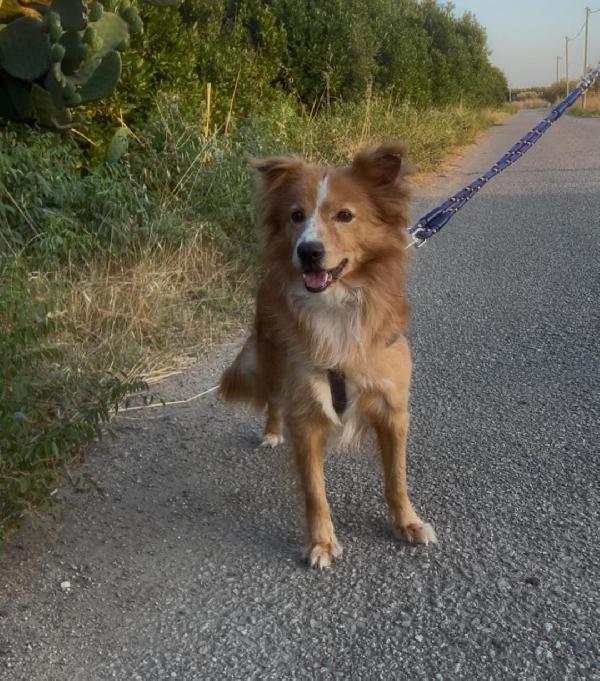 Ricky..un amore🐕 Foto 3
