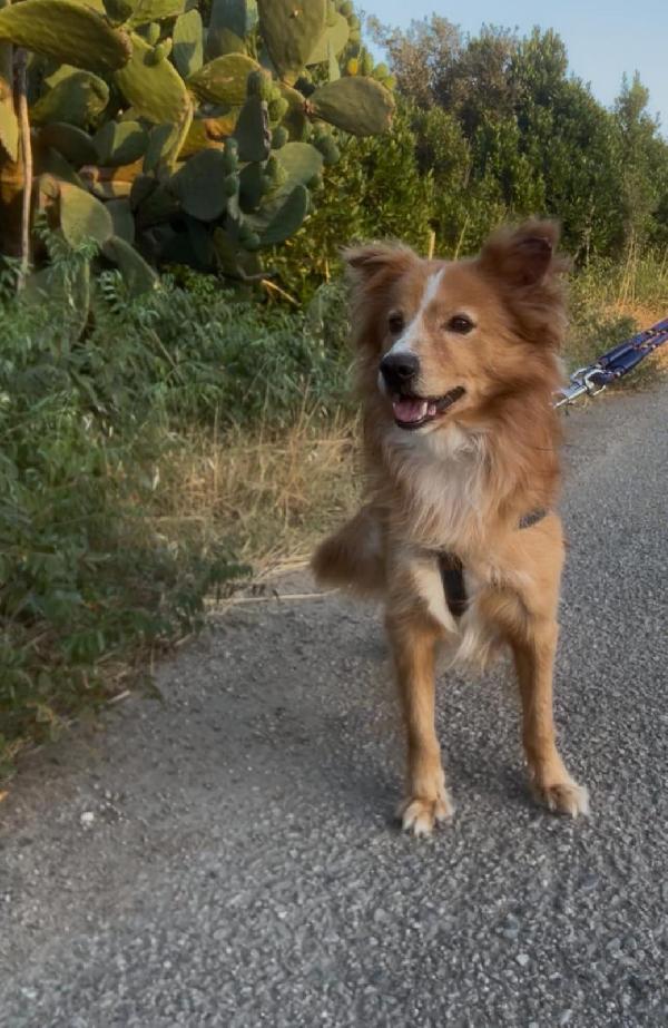 Ricky..un amore🐕 Foto 4