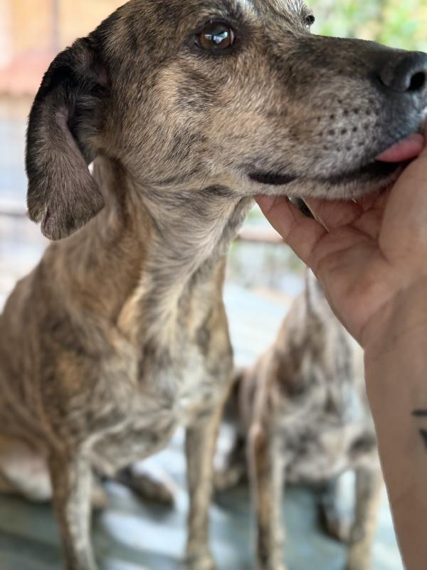 🌸🐾 milly 🐾🌸 splendida simil segugina in adozione  Foto 4