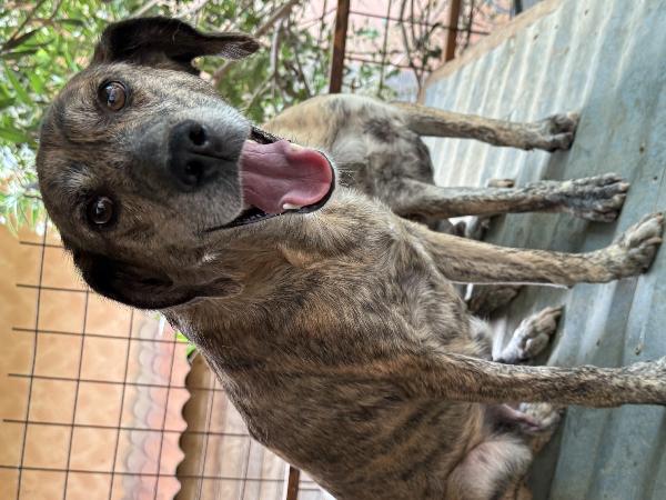 🌸🐾 milly 🐾🌸 splendida simil segugina in adozione  Foto 8