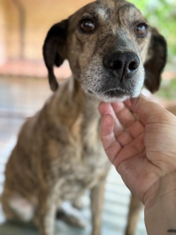 💖🐾 milly 🐾💖 dolcissima simil segugina in adozione  Foto 5