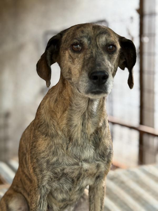 💖🐾 milly 🐾💖 dolcissima simil segugina in adozione  Foto 8