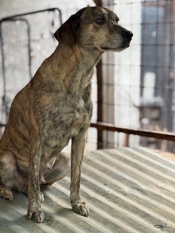 💖🐾 milly 🐾💖 dolcissima simil segugina in adozione  Foto 9