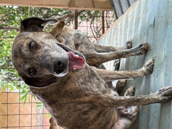 🔆🐾 milly 🐾🔆 dolcissima simil segugina in adozione  Foto 5