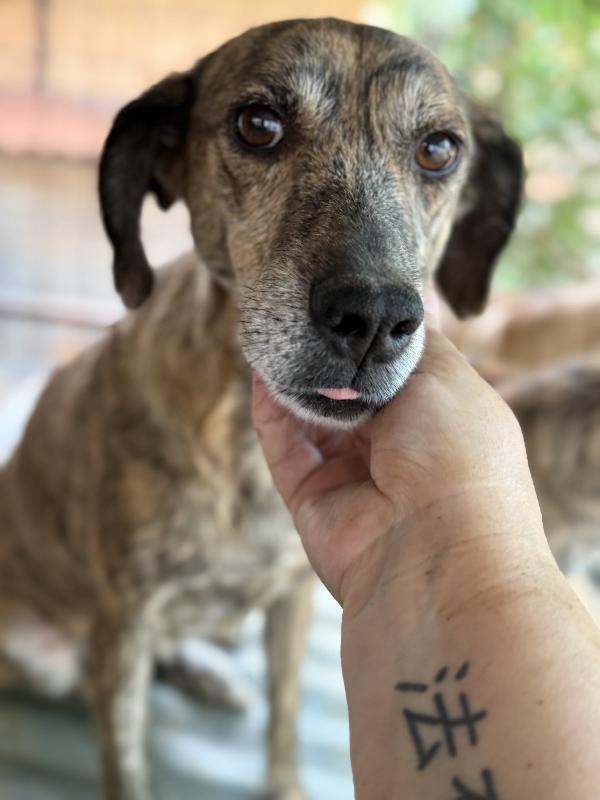 🔆🐾 milly 🐾🔆 dolcissima simil segugina in adozione  Foto 6