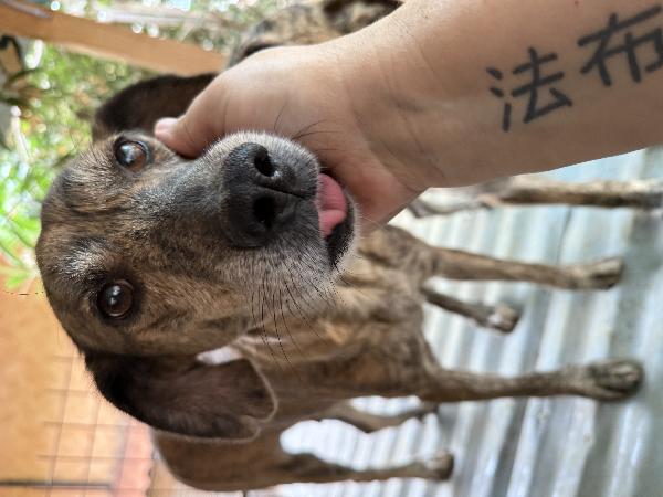 🔆🐾 milly 🐾🔆 dolcissima simil segugina in adozione  Foto 8