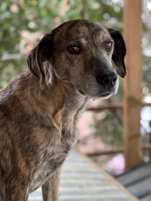 💕🐾 milly 🐾💕 dolcissima simil segugina in adozione  Foto 3