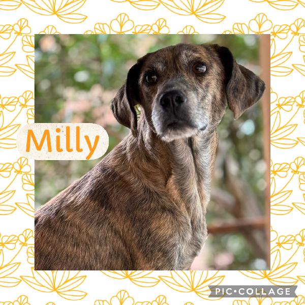 💚🐾 Milly 🐾💚 Splendida Dolce Simil Segugina In Adozione 